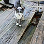 Picatsso joined the competition — help win amazing prizes! cat, outdoor, wooden_deck, grass, cooler, leaf, pet, animal, gray_cat, white_paws, curious, sitting, standing, daylight, nature, old_wood, feline, two_cats, backyard, rustic