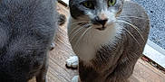 Picatsso joined the competition — help win amazing prizes! cat, gray_cat, white_paws, indoor, doorway, wooden_floor, bowl, pet, animal, feline, curious, looking_up, two_cats, domestic_cat, whiskers, green_eyes, outdoor_view, plants, home, pets