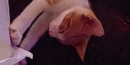Wee G joined the competition — help win amazing prizes! cat, orange_cat, white_cat, stretching, playing, fabric, leg, indoor, pet, animal, cute, relaxed, feline, paw, curious, resting, domestic_cat, closeup, sleepy, cozy