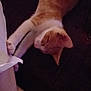 cat, orange_cat, white_cat, stretching, playing, fabric, leg, indoor, pet, animal, cute, relaxed, feline, paw, curious, resting, domestic_cat, closeup, sleepy, cozy
