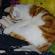 Wee G is registered to the contest to win money with this photo: animal, blanket, cat, cozy, cute, domestic_animal, fur, indoor, nap, nose, orange_and_white, paw, pet, plastic_bags, relaxed, resting, sleeping, soft, tail, whiskers