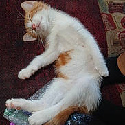 Wee G is registered to the contest to win money with this photo: cat, kitten, sleeping, orange_and_white, fur, pet, domestic_animal, resting, indoor, closeup, paw, tail, whiskers, nose, relaxation, plastic_bag, fabric, texture, home, cute