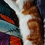 Wee G is registered to the contest to win money with this photo: animal, blanket, cat, colorful, comfort, cozy, cute, domestic_cat, feline, fur, indoor, laying_down, orange_and_white, pattern, pet, relaxed, resting, sleeping, soft, warm