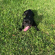 Ruby joined the competition — help win amazing prizes! dog, black_dog, grass, outdoor, tongue_out, pet, animal, sunlight, happy, playful, nature, summer, canine, lying_down, greenery, daylight, tongue, muzzle, fur, eyes