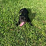 dog, black_dog, grass, outdoor, tongue_out, pet, animal, sunlight, happy, playful, nature, summer, canine, lying_down, greenery, daylight, tongue, muzzle, fur, eyes