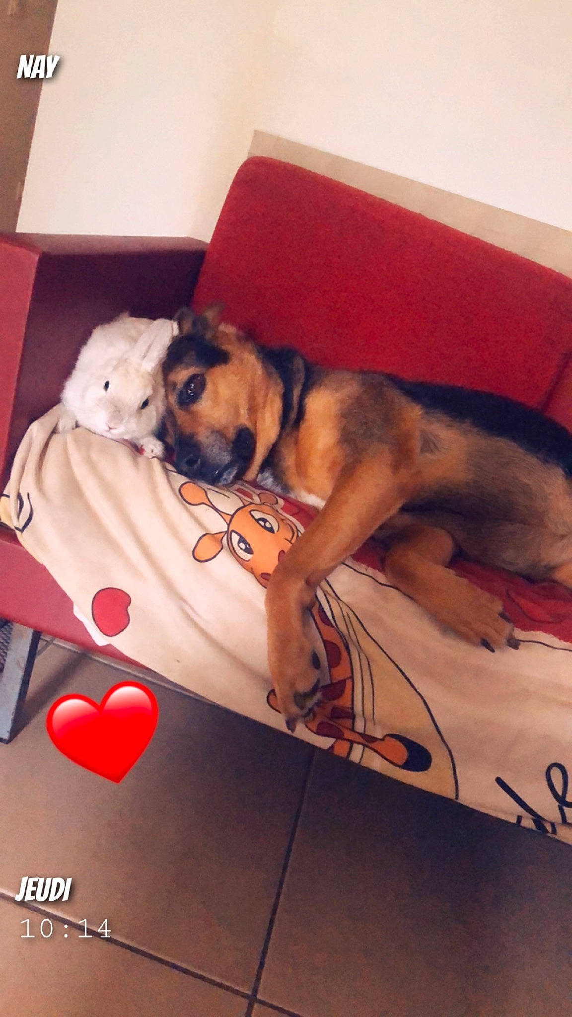 Flanelle participe au concours pour gagner de l'argent avec cette photo : boerboel, bullmastiff, canidae, carnivore, companion_dog, dog, dog_breed, fawn, mammal, puppy_love, sporting_group