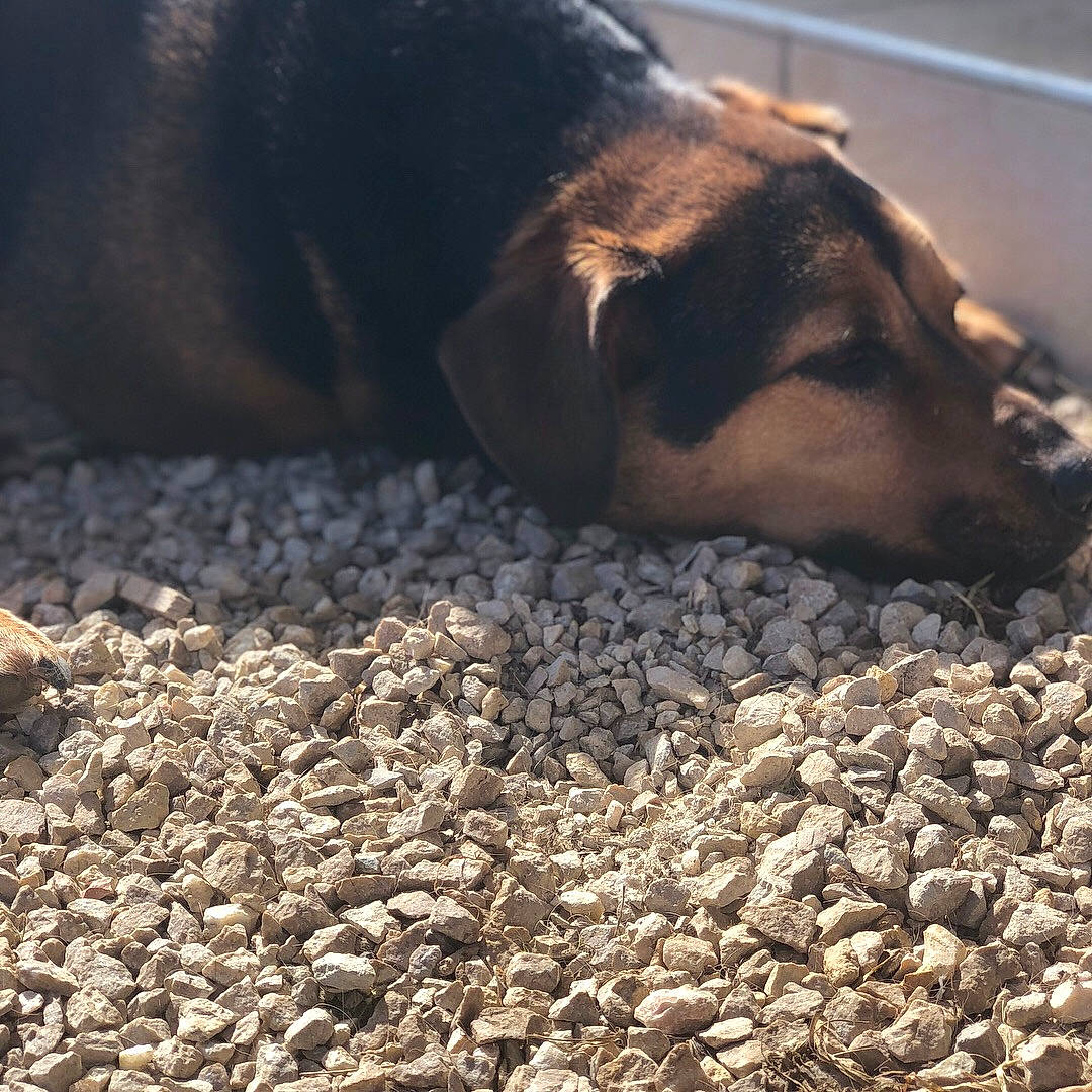 Flanelle a rejoint le concours — aidez-le/la à gagner de superbes lots ! canidae, carnivore, cloud, dog, dog_breed, fawn, gravel, mountain, nose, rock, sky, snout, soil, street_dog