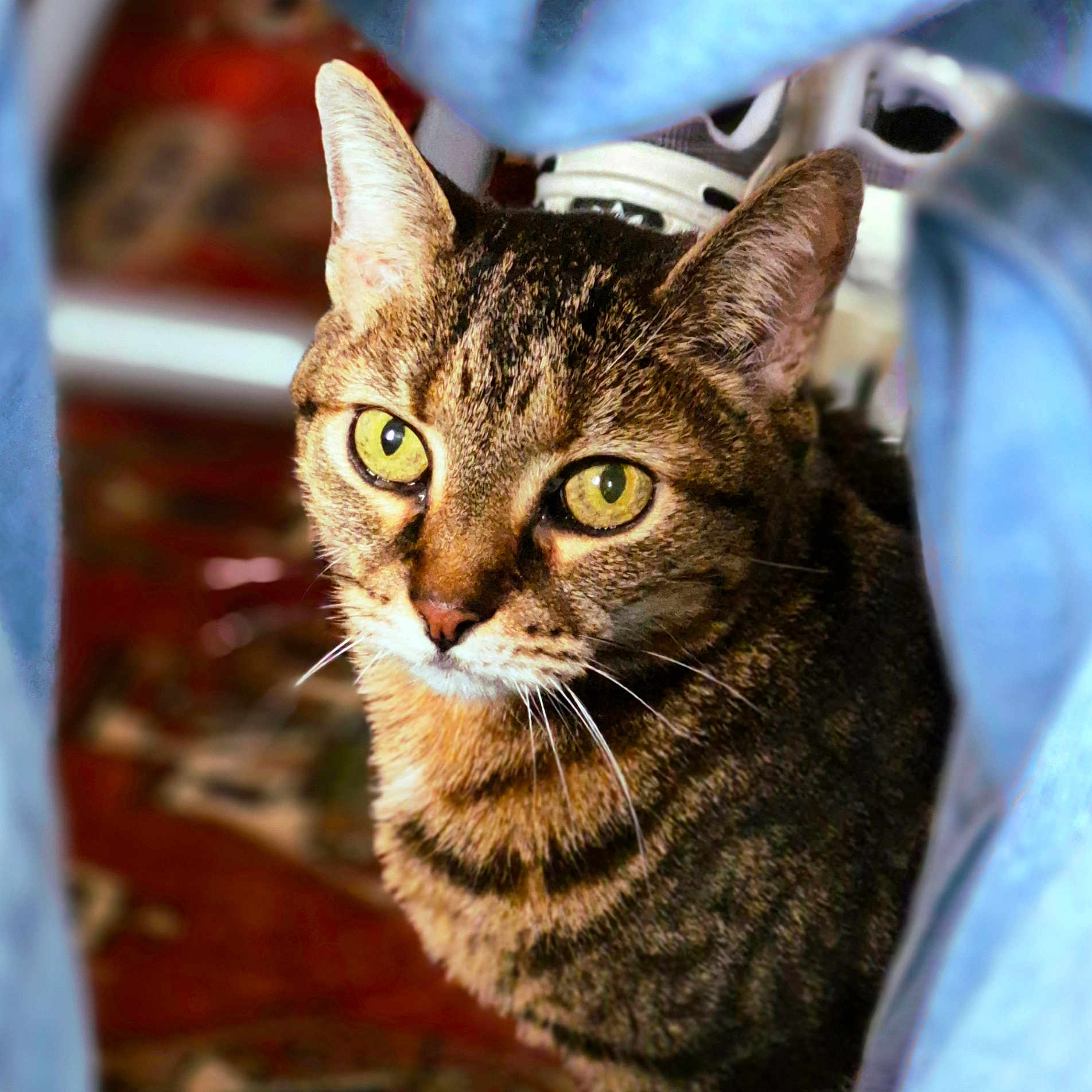 Kira a rejoint le concours — aidez-le/la à gagner de superbes lots ! cat, tabby, close_up, yellow_eyes, whiskers, fur, pet, animal, indoor, curious, face, portrait, feline, soft_light, texture, background_blur, blue_fabric, domestic_cat, looking_up