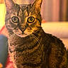 Kira participe au concours pour gagner de l'argent avec cette photo : cat, tabby, pet, animal, feline, whiskers, ears, eyes, closeup, portrait, indoor, warm_lighting, blurred_background, curious, sitting, fur, domestic_animal, cute, face, focus