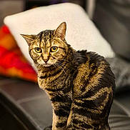 Kira a rejoint le concours — aidez-le/la à gagner de superbes lots ! cat, tabby, pet, animal, feline, sitting, couch, indoor, fur, whiskers, alert, domestic, striped, cute, mammal, eyes, tail, relaxed, household, portrait