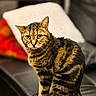 cat, tabby, pet, animal, feline, sitting, couch, indoor, fur, whiskers, alert, domestic, striped, cute, mammal, eyes, tail, relaxed, household, portrait
