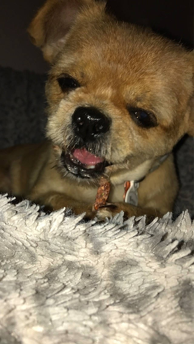 Lucky participe au concours pour gagner de l'argent avec cette photo : ancient_dog_breeds, canidae, carnivore, collar, companion_dog, dog, dog_breed, dog_collar, fawn, fur, leash, non_sporting_group, paw, puppy_love, sporting_group, terrestrial_animal, toy_dog, whiskers, working_animal, wrinkle