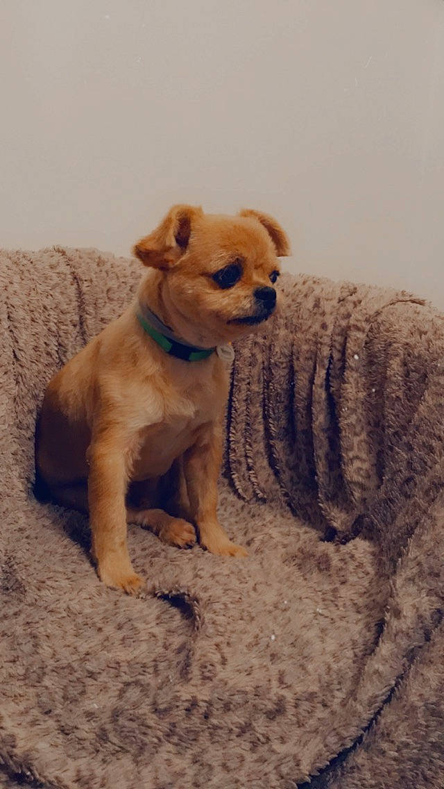 Lucky participe au concours pour gagner de l'argent avec cette photo : ancient_dog_breeds, canidae, carnivore, collar, companion_dog, dog, dog_breed, dog_collar, dog_supply, fawn, liver, pet_supply, puppy, snout, sporting_group, tail, terrestrial_animal, whiskers, wood, working_animal