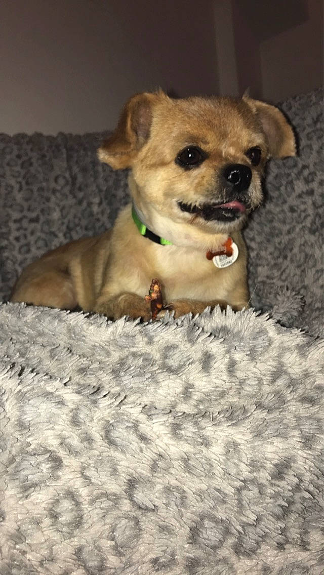 Lucky participe au concours pour gagner de l'argent avec cette photo : canidae, carnivore, chihuahua, collar, companion_dog, dog, dog_breed, dog_clothes, dog_collar, dog_supply, fawn, leash, snout, sporting_group, street_dog, terrestrial_animal, terrier, toy_dog, whiskers, working_animal