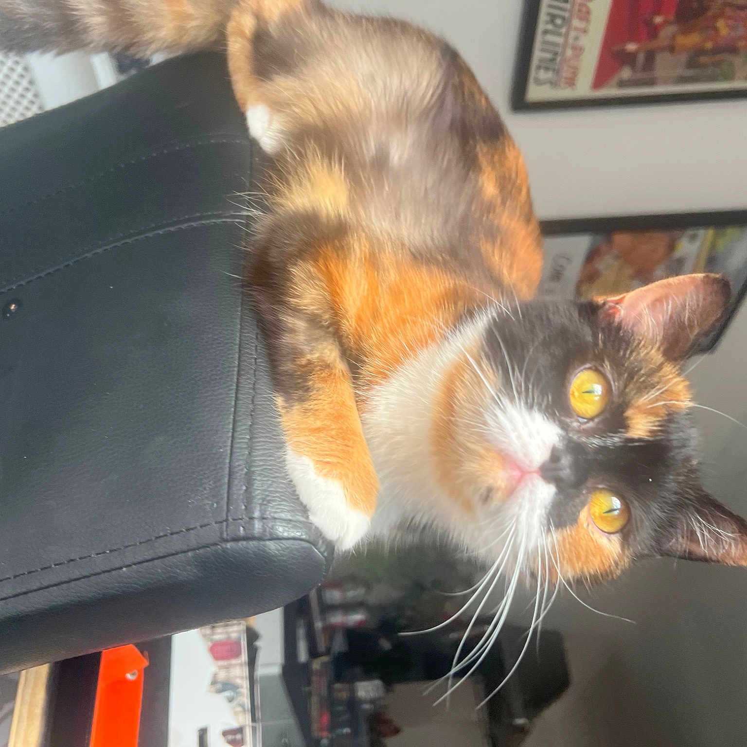 Etta joined the competition — help win amazing prizes! automotive_exterior, carnivore, cat, claw, domestic_short_haired_cat, felidae, fur, paw, picture_frame, plant, room, small_to_medium_sized_cats, tail, tree, vehicle_door, whiskers, wildlife, window, windshield