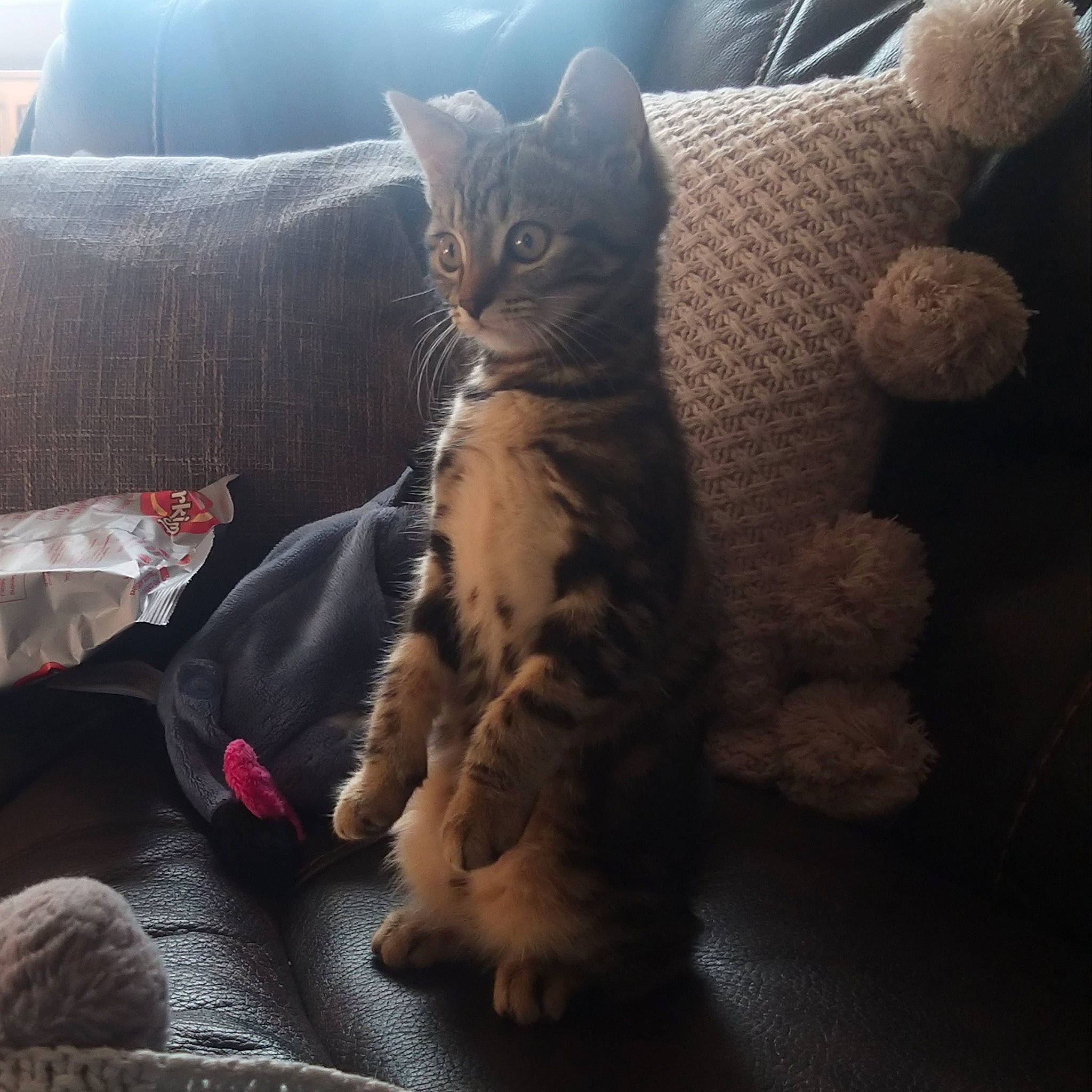 Freya joined the competition — help win amazing prizes! automotive_tire, carnivore, cat, comfort, couch, domestic_short_haired_cat, felidae, foot, fur, glasses, grey, nap, paw, sitting, sky, small_to_medium_sized_cats, snout, square, tail, whiskers