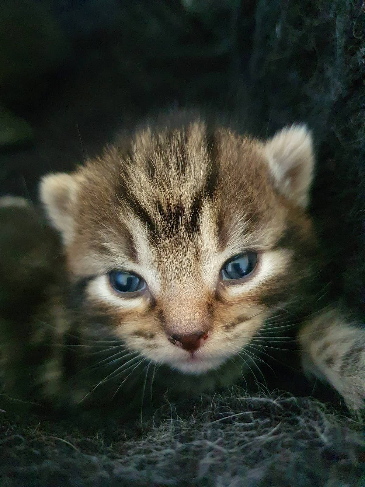 Freya is registered to the contest to win money with this photo: carnivore, cat, domestic_short_haired_cat, door, fawn, felidae, fur, grass, iris, paw, plant, small_to_medium_sized_cats, snout, tail, terrestrial_animal, tree, whiskers, wildlife, window, wood