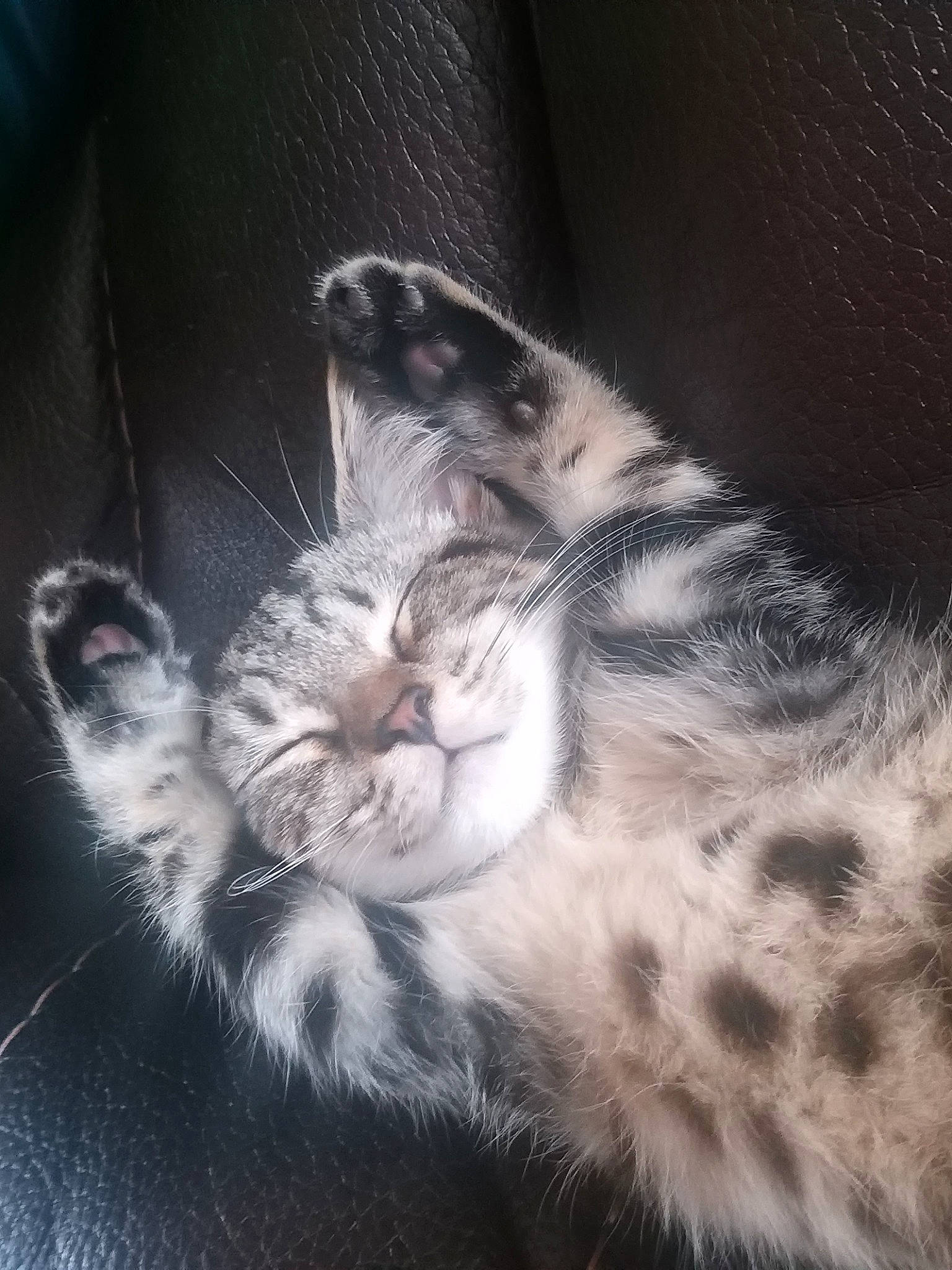 Freya joined the competition — help win amazing prizes! carnivore, cat, claw, cloud, comfort, darkness, domestic_short_haired_cat, ear, felidae, gesture, grey, leg, monochrome, monochrome_photography, paw, sky, small_to_medium_sized_cats, snout, tail, whiskers