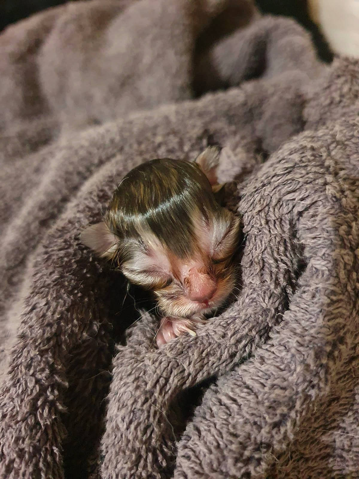 Freya is registered to the contest to win money with this photo: cap, claw, comfort, domestic_short_haired_cat, ear, fawn, felidae, fur, fur_clothing, gesture, grey, primate, small_to_medium_sized_cats, snout, tail, terrestrial_animal, whiskers, wildlife, wool, woolen