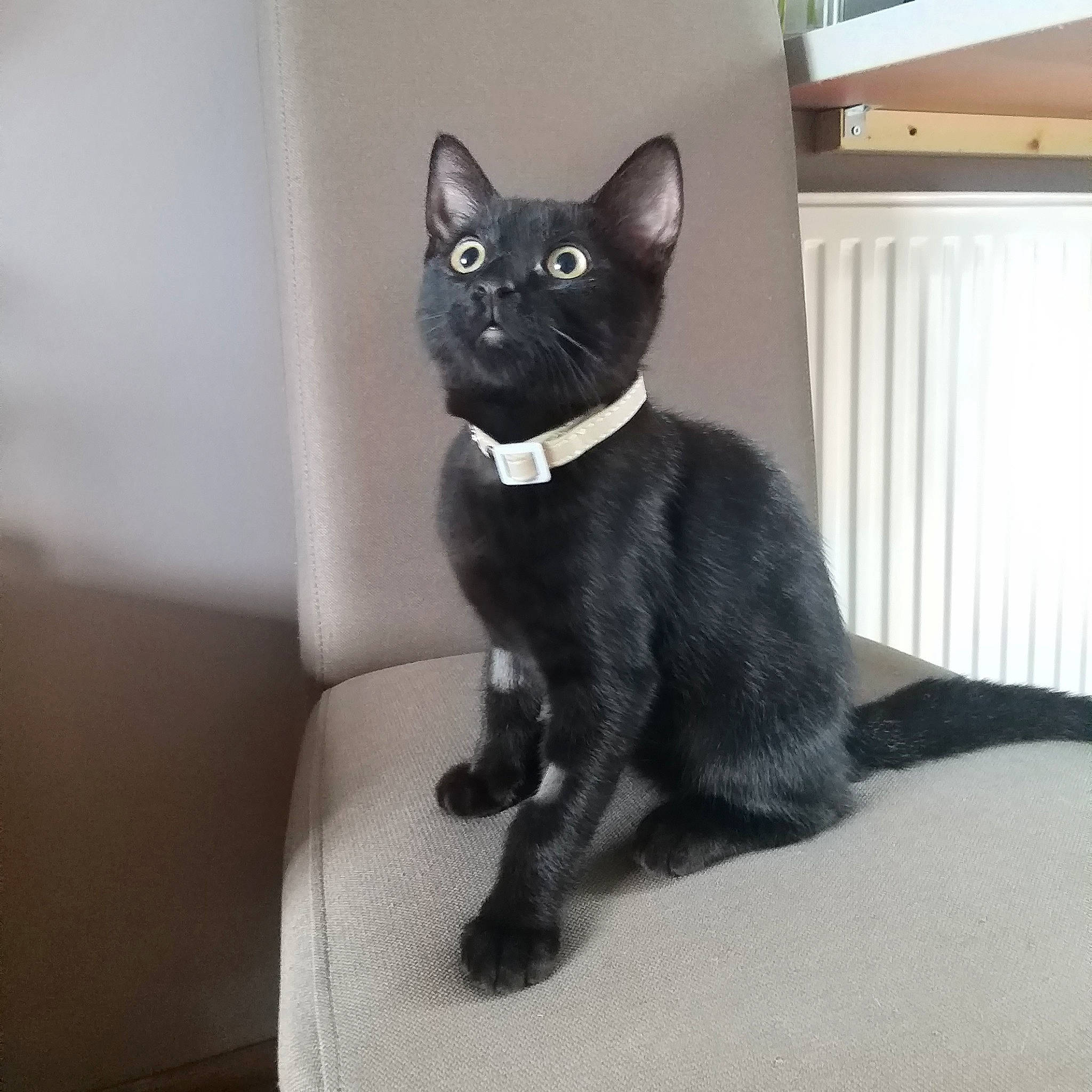 Loki is registered to the contest to win money with this photo: black_cat, bombay, carnivore, cat, comfort, curtain, domestic_short_haired_cat, eye, felidae, fur, grey, head, sitting, small_to_medium_sized_cats, snout, stairs, tail, terrestrial_animal, whiskers, window