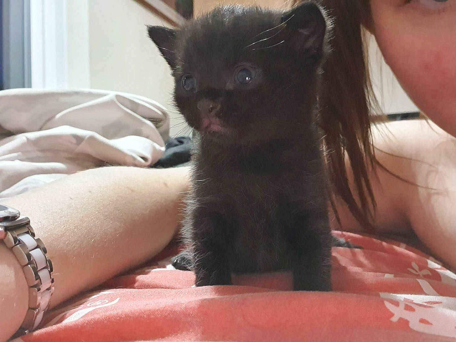 Loki is registered to the contest to win money with this photo: bed, black_cat, carnivore, cat, claw, comfort, domestic_short_haired_cat, elbow, fawn, felidae, fur, gesture, human_leg, nail, sitting, small_to_medium_sized_cats, snout, tail, thigh, whiskers