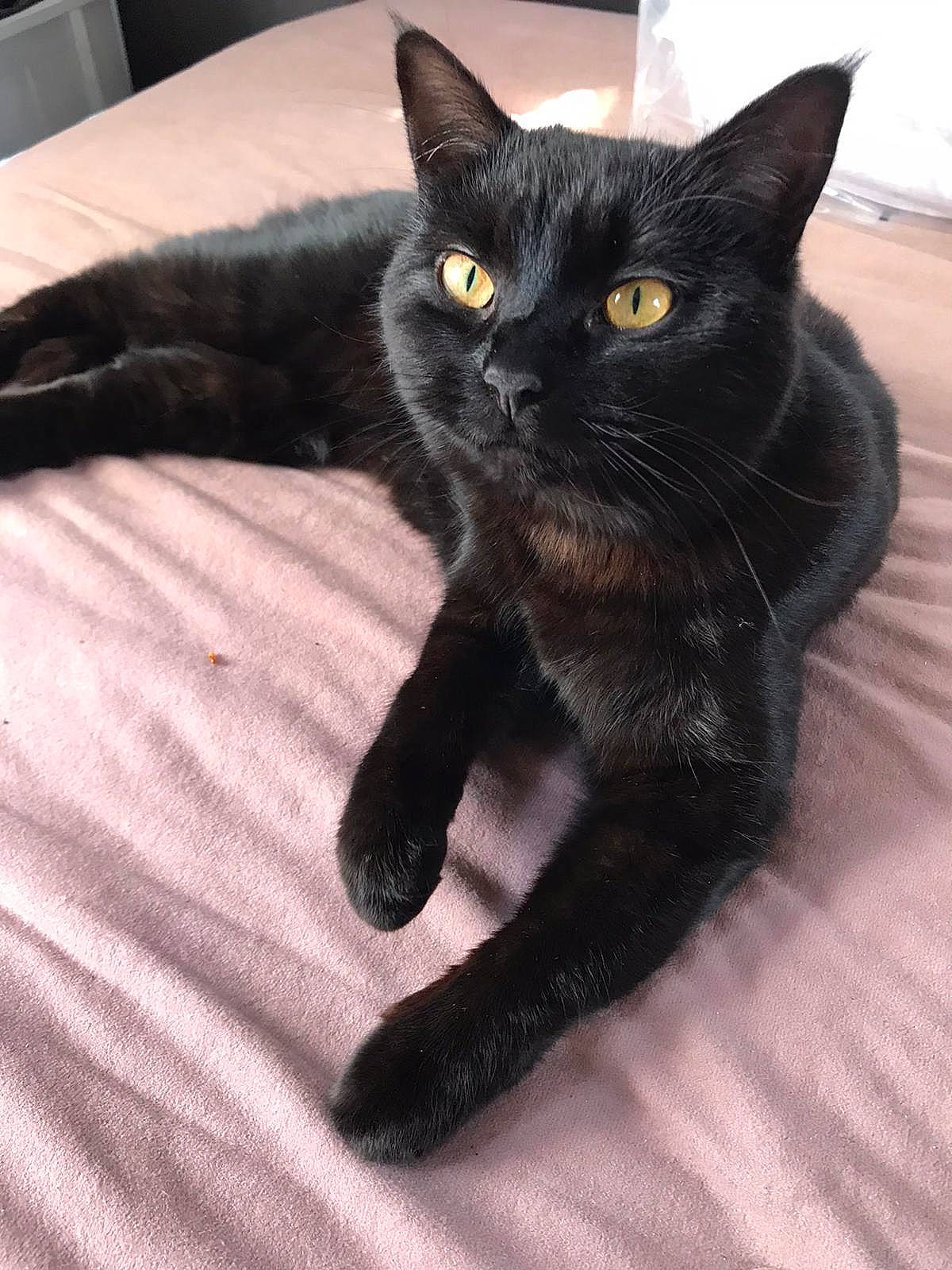 Loki is registered to the contest to win money with this photo: black_cat, bombay, carnivore, cat, claw, comfort, domestic_short_haired_cat, eye, felidae, foot, fur, havana_brown, human_leg, paw, sitting, small_to_medium_sized_cats, tail, terrestrial_animal, whiskers