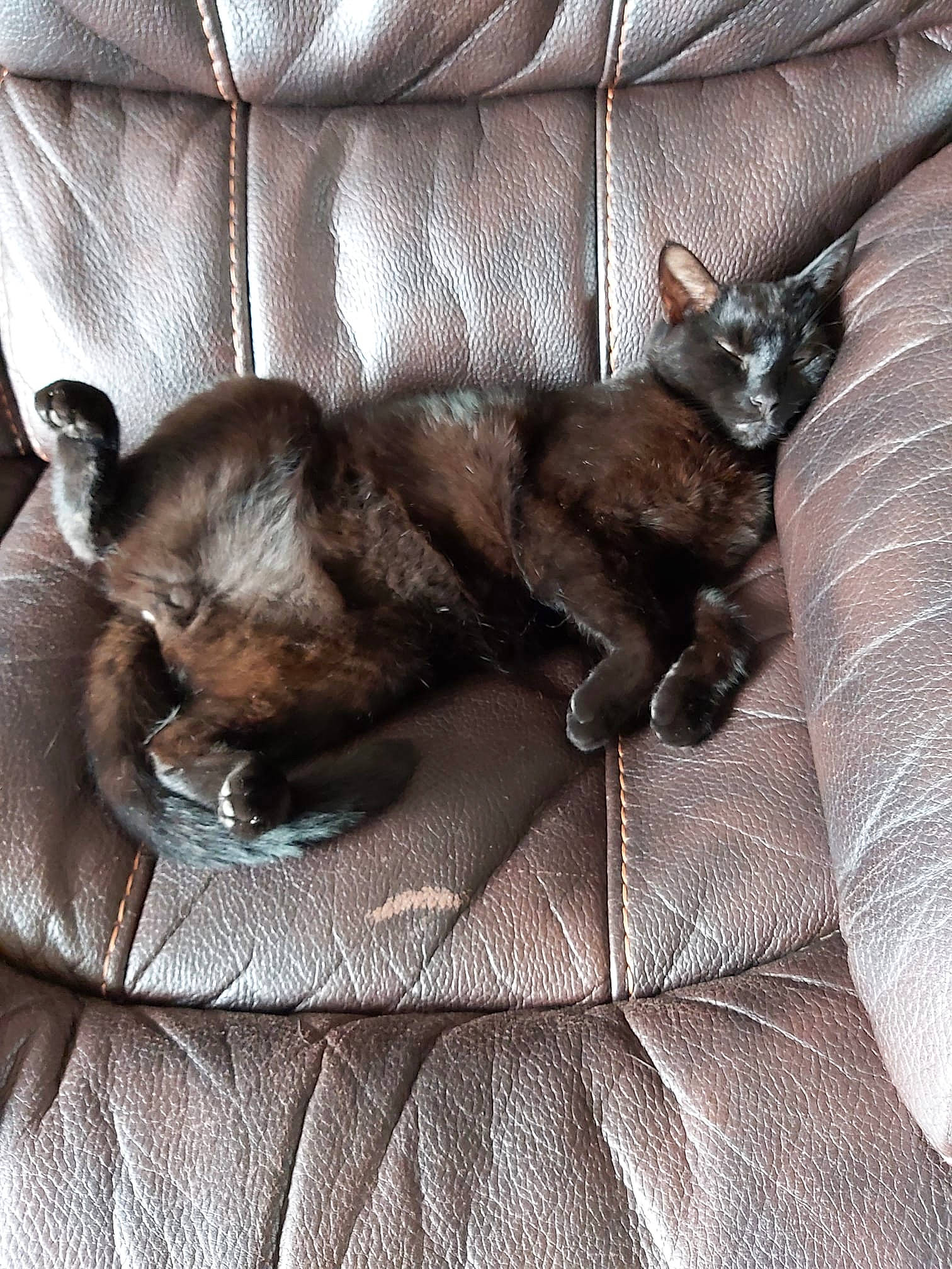 Loki is registered to the contest to win money with this photo: brown, canidae, carnivore, cat, claw, comfort, companion_dog, dog_breed, domestic_short_haired_cat, fawn, felidae, fur, grey, linens, liver, nap, small_to_medium_sized_cats, sporting_group, tail, whiskers