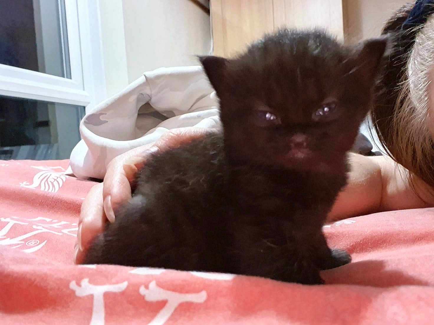 Loki joined the competition — help win amazing prizes! bed, black_cat, bombay, carnivore, cat, cat_supply, claw, comfort, domestic_short_haired_cat, felidae, foot, fur, liver, paw, small_to_medium_sized_cats, snout, tail, terrestrial_animal, whiskers, window