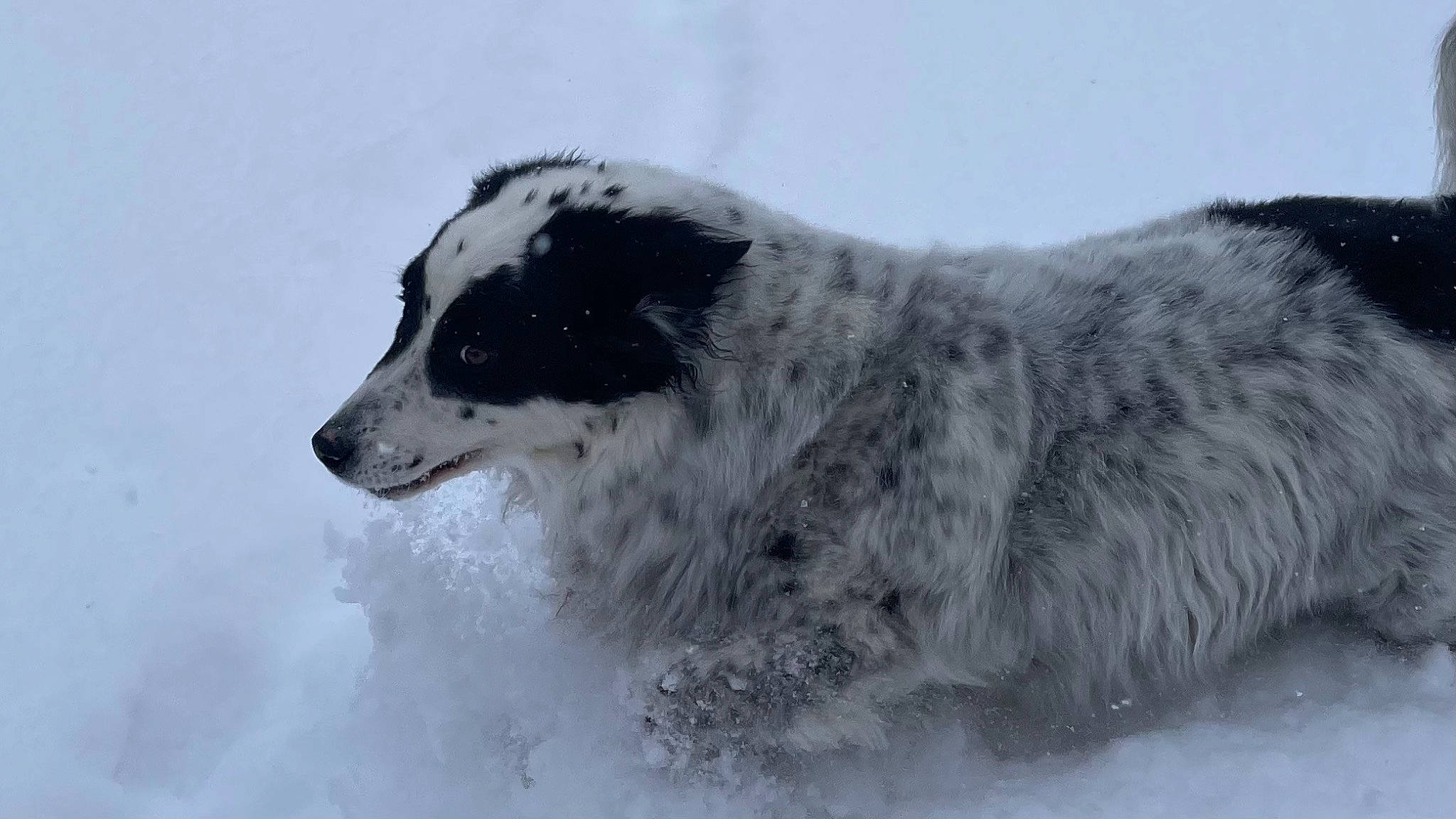 Bane is registered to the contest to win money with this photo: arctic, carnivore, dog_breed, foam, freezing, fur, glacial_landform, ice_cap, liquid, ocean, polar_ice_cap, sky, snout, snow, terrestrial_animal, whiskers, wildlife, wind_wave, winter