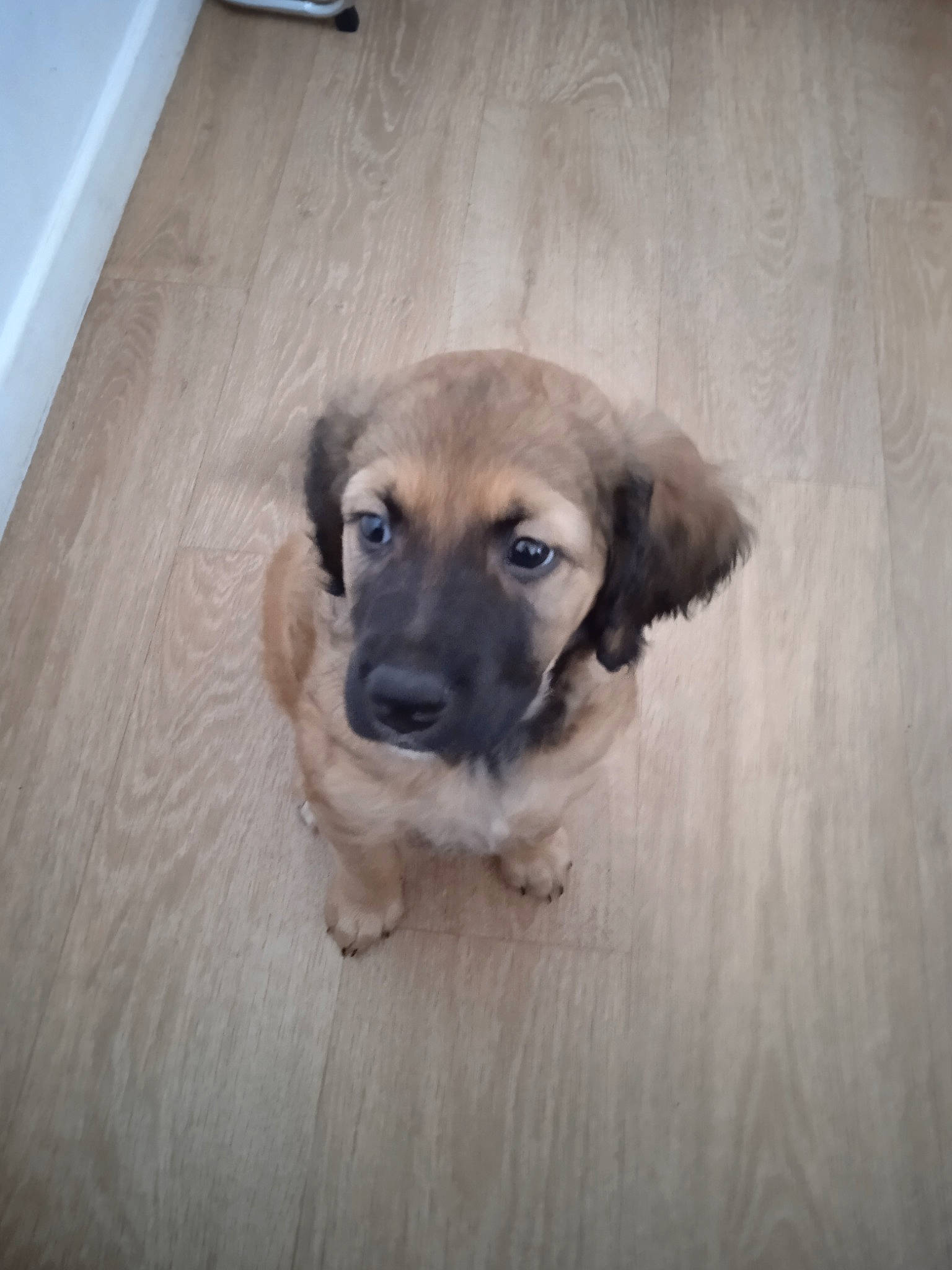 Lucky a rejoint le concours — aidez-le/la à gagner de superbes lots ! carnivore, companion_dog, dog, dog_breed, floor, flooring, fur, hardwood, paw, plank, tail, terrestrial_animal, toy_dog, varnish, whiskers, wood, wood_flooring, wood_stain, working_animal, working_dog