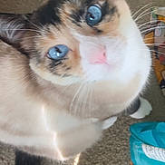 Flower is registered to the contest to win money with this photo: cat, blue_eyes, close_up, curious, pet, whiskers, fur, indoor, carpet, animal, cute, looking_up, feline, tabby, household, domestic, playful, soft, ears, tail