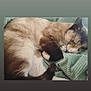 Flower is registered to the contest to win money with this photo: cat, sleeping, fur, cozy, blanket, resting, pet, animal, cute, whiskers, paw, tail, indoor, relaxed, domestic, mammal, soft, feline, cute_pet, nap