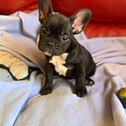 Léon participe au concours pour gagner de l'argent avec cette photo : animal, black, blanket, canine, couch, cozy, cute, dog, ears, fur, furniture, home, indoor, pet, puppy, resting, sitting, small, white, young