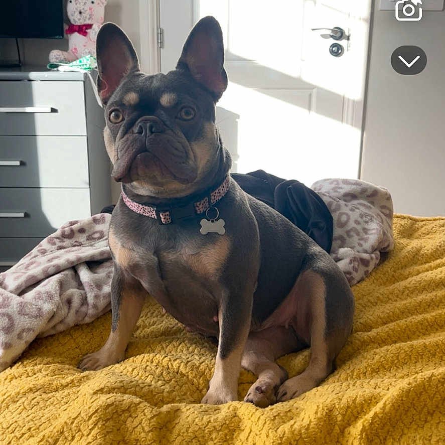 Piper joined the competition — help win amazing prizes! animal, bed, bedroom, bulldog, canine, computerhardware, dog, door, electronics, frenchbulldog, furniture, hardware, indoors, interiordesign, monitor, pet, puppy, room, screen, tv