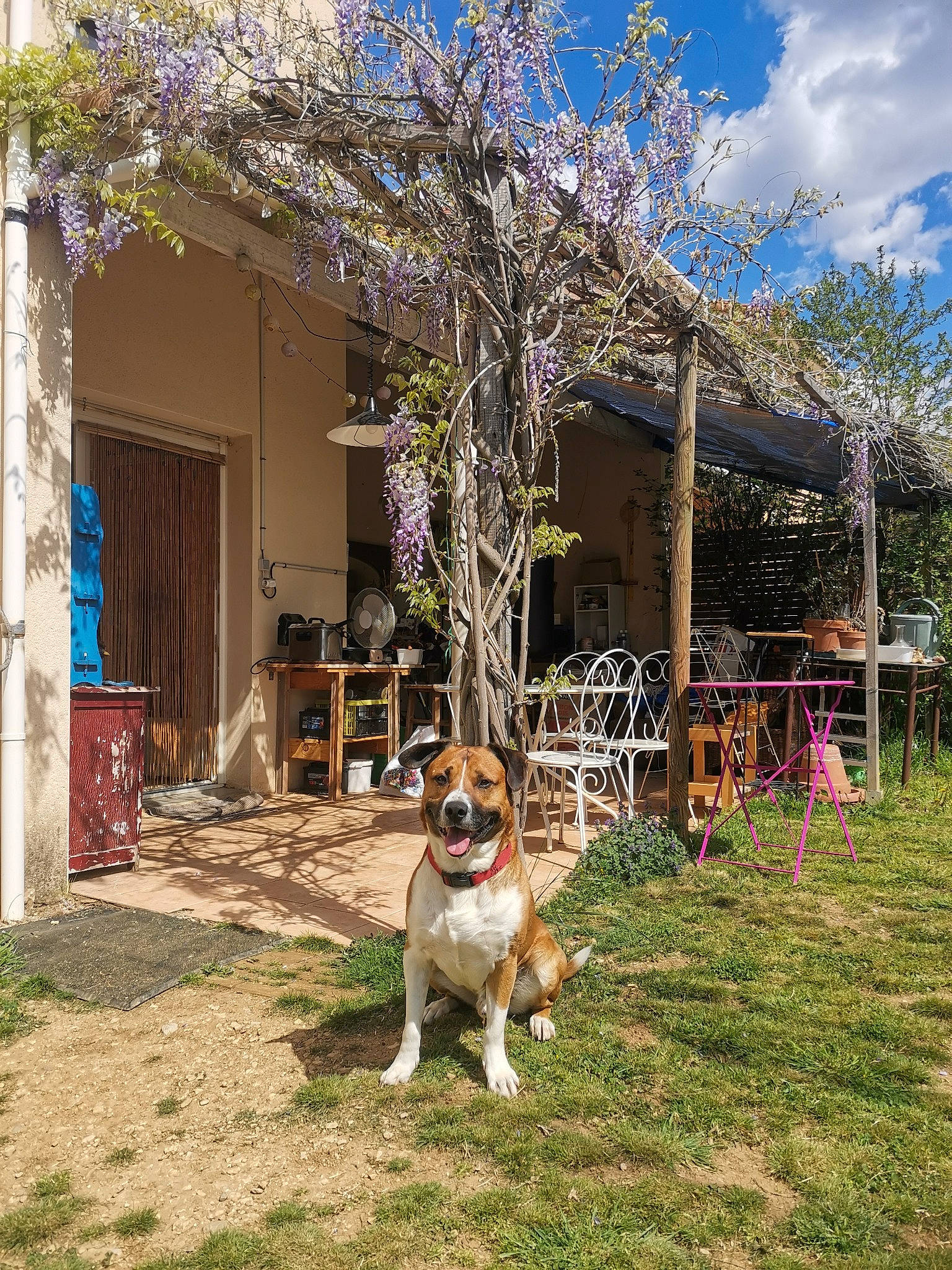 Nko participe au concours pour gagner de l'argent avec cette photo : building, carnivore, chair, cloud, companion_dog, cottage, dog, dog_breed, facade, fawn, grass, house, lawn, leisure, plant, residential_area, shade, sky, tree, window
