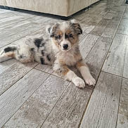 Baya participe au concours pour gagner de l'argent avec cette photo : animal, couch, cozy, cute, dog, domestic_animal, ears, eyes, flooring, fur, furniture, home, indoor, laying_down, nose, pet, puppy, tail, wooden_floor, young_dog