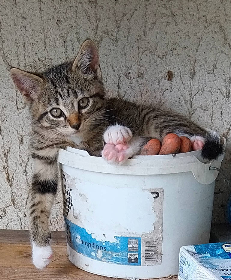 Ella a rejoint le concours — aidez-le/la à gagner de superbes lots ! bowl, box, bucket, carnivore, cat, cat_supply, claw, domestic_short_haired_cat, drinking, felidae, fur, paw, photo_caption, sitting, small_to_medium_sized_cats, tail, whiskers