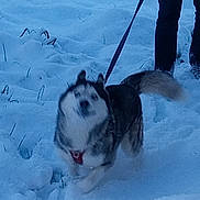 Thor participe au concours pour gagner de l'argent avec cette photo : animal, blurry, canine, cold, dog, excited, footwear, fur, husky, leash, legs, nature, outdoor, person, pet, playful, running, snow, walking, winter