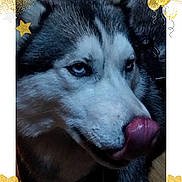 Thor participe au concours pour gagner de l'argent avec cette photo : animal, balloons, blue_eyes, canine, celebration, close_up, decoration, dog, face, fur, golden_glitter, heart, husky, indoors, pet, pink, playful, portrait, snout, tongue