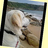 Junior participe au concours pour gagner de l'argent avec cette photo : animal, beach, calm, coastline, collar, dog, fur, landscape, leash, nature, ocean, outdoor, pet, rocks, sand, sea, side_view, sky, water, white_dog