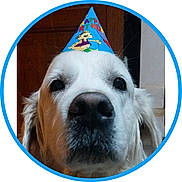 Junior a rejoint le concours — aidez-le/la à gagner de superbes lots ! animal, birthday_hat, black_nose, canine, celebration, circular_frame, close_up, cute, dog, ears, face, fur, golden_retriever, indoor, looking, nostrils, party, pet, portrait, whiskers