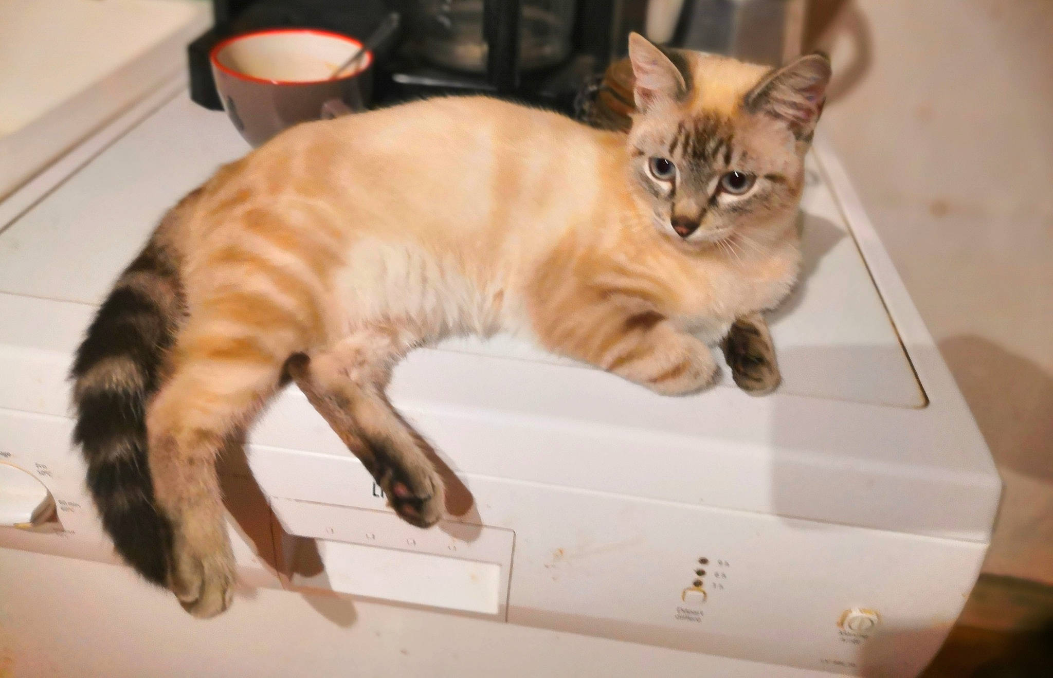 Lili a rejoint le concours — aidez-le/la à gagner de superbes lots ! box, carnivore, cat, claw, comfort, domestic_short_haired_cat, fawn, felidae, fur, paw, serveware, small_to_medium_sized_cats, snout, tail, terrestrial_animal, whiskers