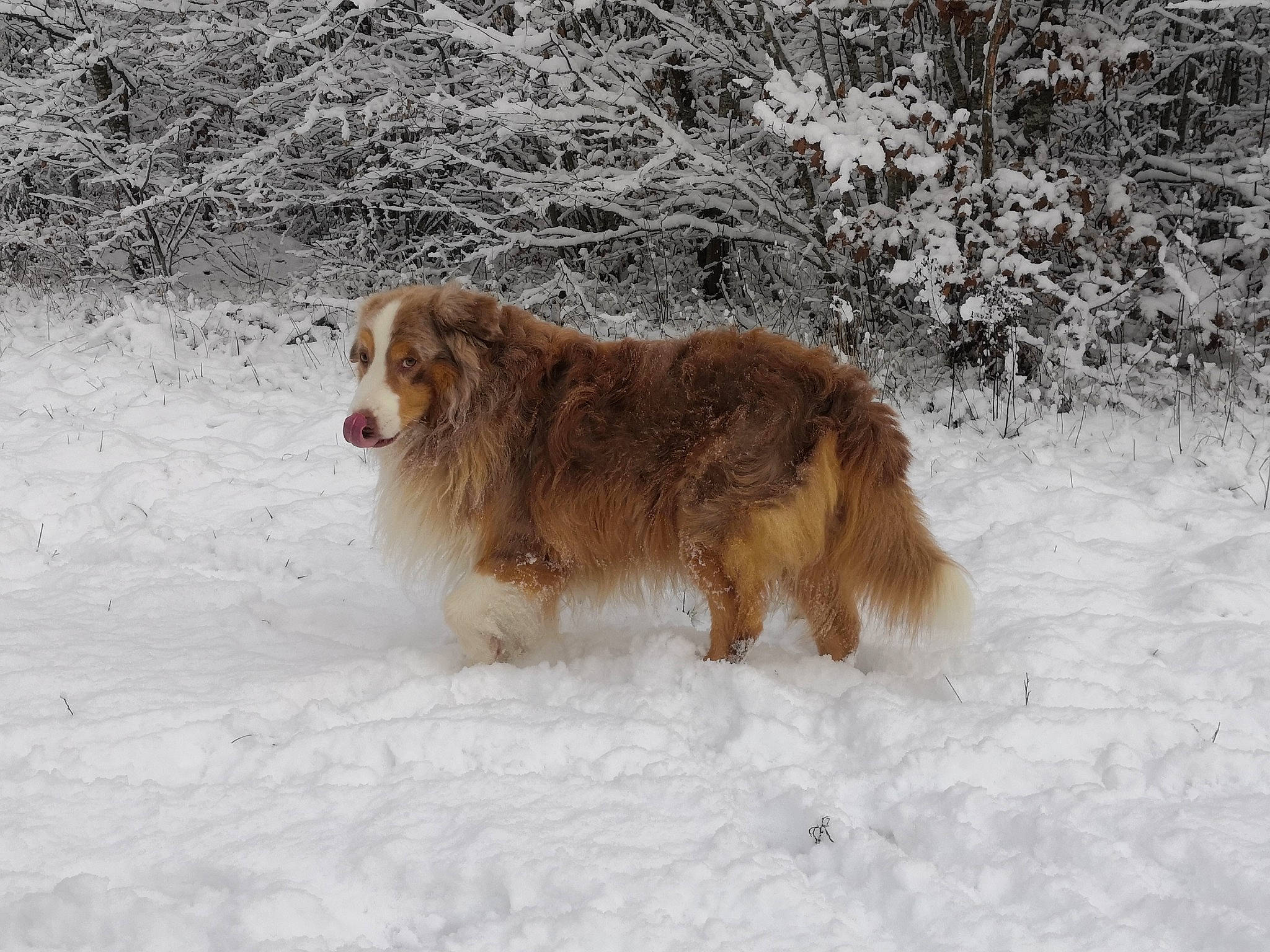 Irkus participe au concours pour gagner de l'argent avec cette photo : ancient_dog_breeds, canidae, carnivore, companion_dog, dog, dog_breed, freezing, fur, liver, snout, snow, sporting_group, terrestrial_animal, wildlife, winter, working_dog