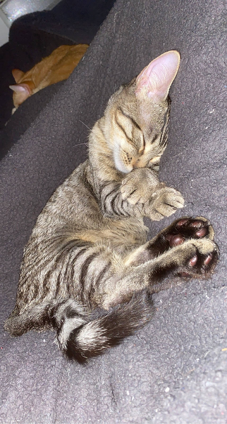 Câline participe au concours pour gagner de l'argent avec cette photo : carnivore, cat, claw, domestic_short_haired_cat, felidae, fur, paw, small_to_medium_sized_cats, tail, terrestrial_animal, whiskers, wildlife