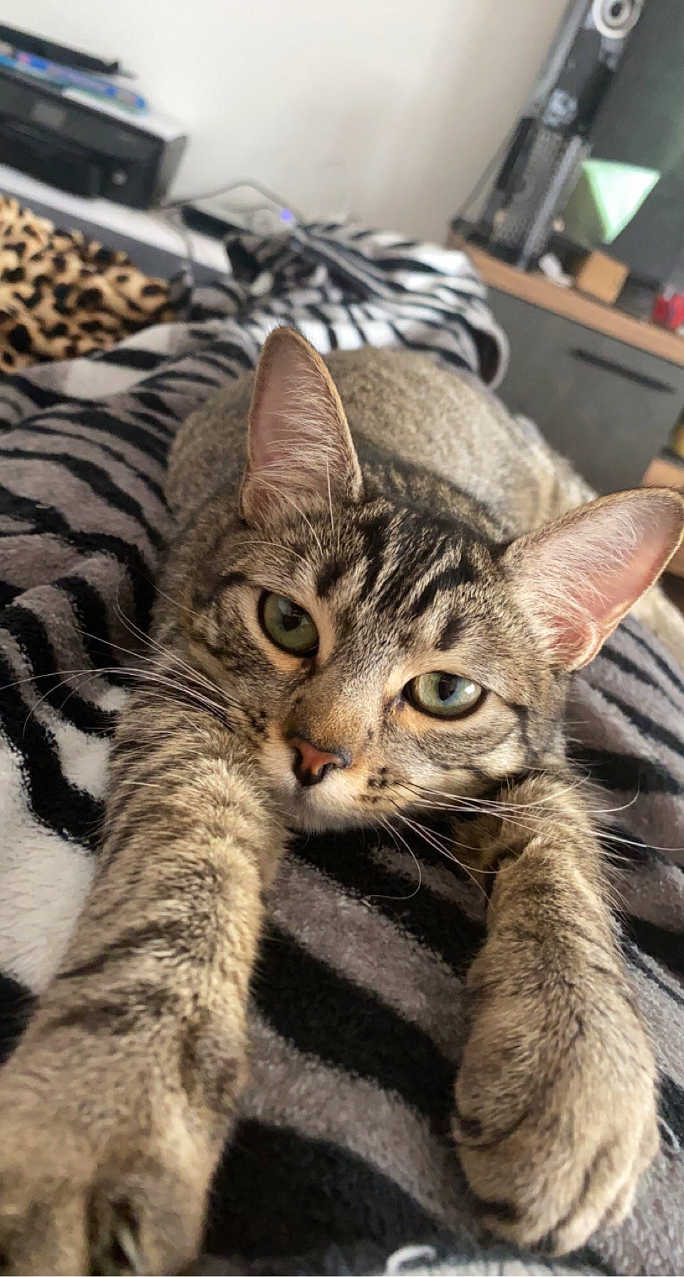 Câline a rejoint le concours — aidez-le/la à gagner de superbes lots ! carnivore, cat, claw, comfort, domestic_short_haired_cat, felidae, fur, paw, small_to_medium_sized_cats, snout, terrestrial_animal, whiskers