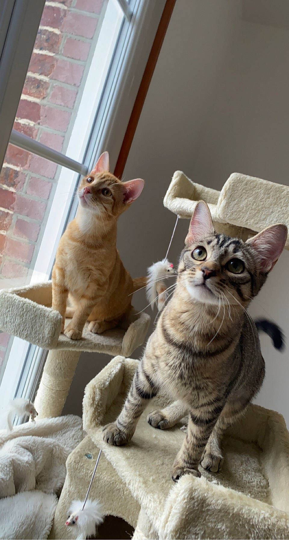 Câline a rejoint le concours — aidez-le/la à gagner de superbes lots ! art, carnivore, cat, claw, domestic_short_haired_cat, fawn, felidae, fur, mammal, paw, room, sitting, small_to_medium_sized_cats, snout, tail, whiskers, window, wood