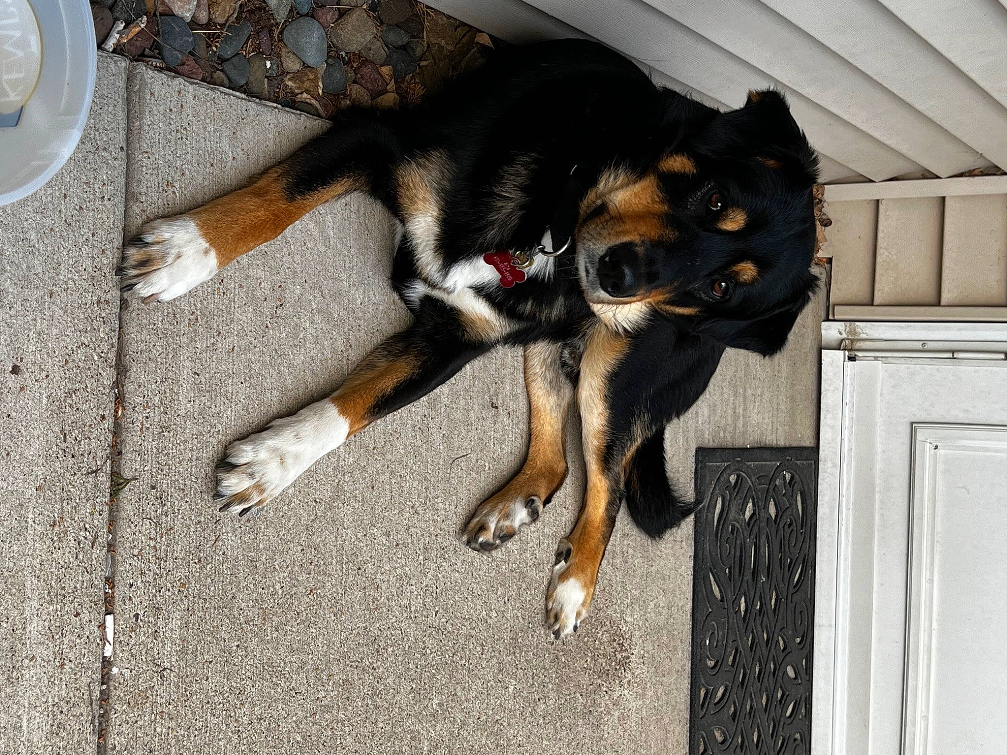 Adam joined the competition — help win amazing prizes! asphalt, carnivore, collar, companion_dog, dog, dog_breed, door, fur, guard_dog, paw, puppy, road_surface, serveware, tail, working_animal, working_dog