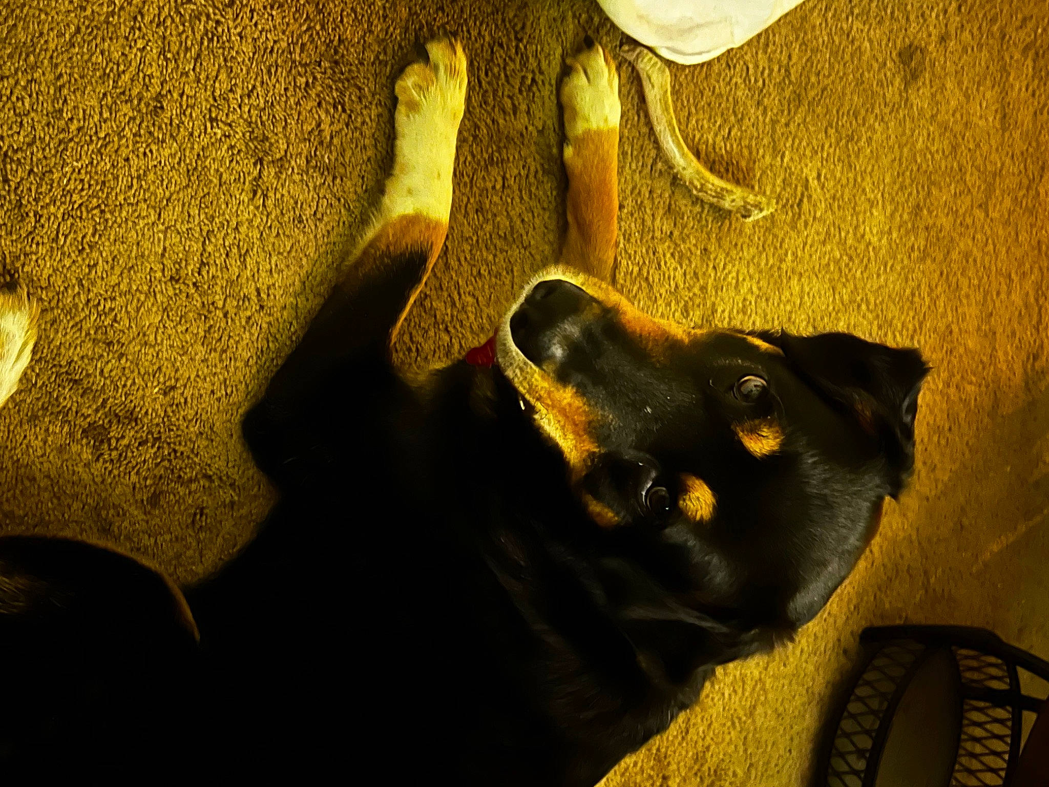 Adam is registered to the contest to win money with this photo: carnivore, chair, darkness, dog, dog_breed, flooring, foot, fur, gesture, guard_dog, hand, human_leg, metal, musical_instrument, shadow, still_life_photography, tail, tints_and_shades, tree, wood