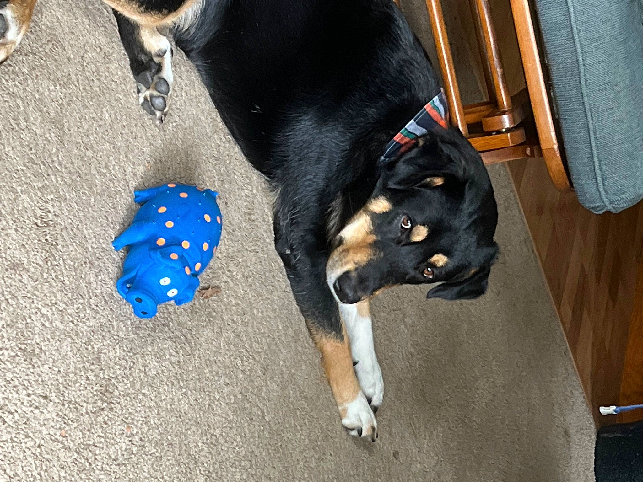 Adam is registered to the contest to win money with this photo: canidae, carnivore, collar, companion_dog, dog, dog_breed, dog_collar, dog_supply, electric_blue, fashion_accessory, foot, fur, guard_dog, human_leg, paw, pet_supply, snout, sporting_group, tail, working_animal