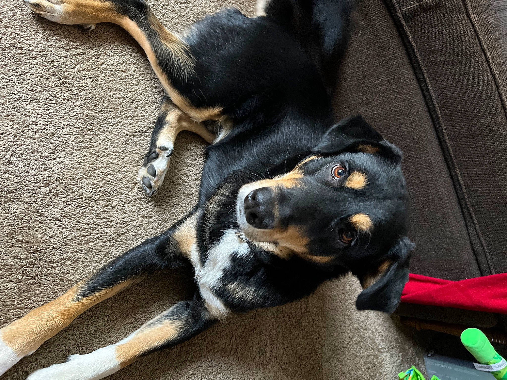 Adam is registered to the contest to win money with this photo: canidae, carnivore, comfort, companion_dog, couch, dobermann, dog, dog_breed, fur, guard_dog, lithuanian_hound, montenegrin_mountain_hound, paw, pinscher, prazsky_krysarik, snout, sporting_group, toy_dog, working_animal, working_dog